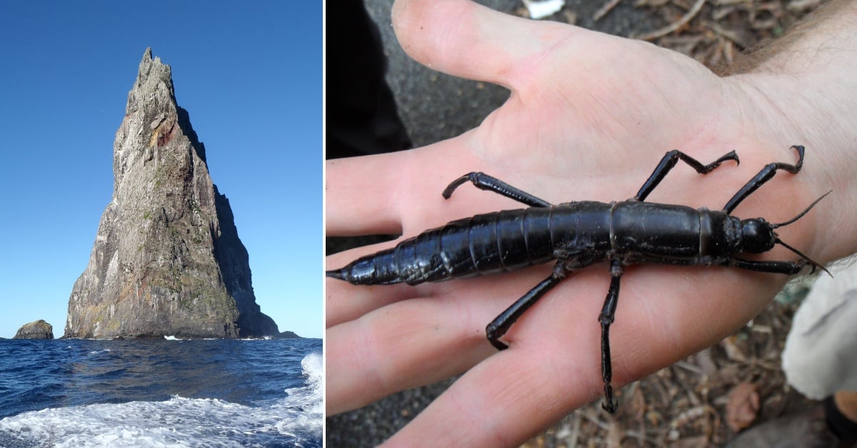 Bãi biển cao nhất thế giới, nơi sinh sống của loài côn trùng có hành vi cực kỳ bất thường- Ảnh 1.