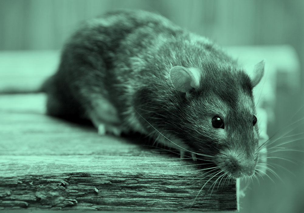 "Quỷ ăn não" xuất hiện trong rừng rậm Tân Cương, dài chưa đầy 20cm, có thể hạ 3.000 con chuột mỗi năm- Ảnh 4.
