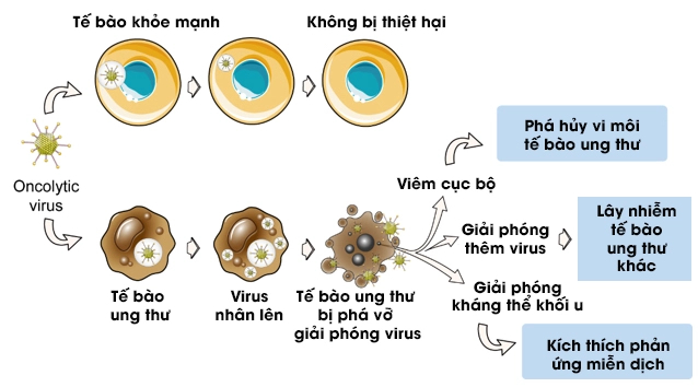 Virus không phải lúc nào cũng là kẻ phản diện, đây là 5 cách loài người "liên minh" với virus để chống lại bệnh tật- Ảnh 4.