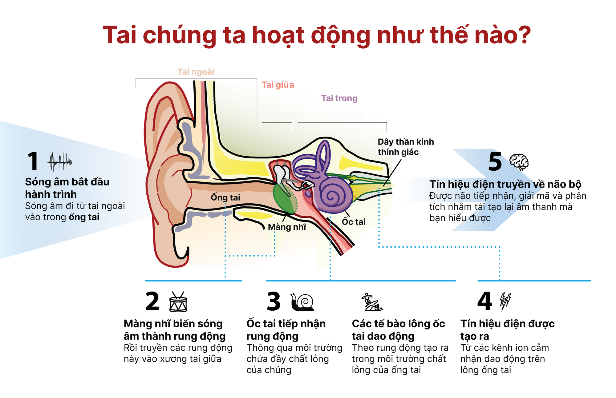 Đột phá: Trung Quốc thử nghiệm liệu pháp gen, chữa bệnh câm điếc bẩm sinh chỉ bằng một mũi tiêm- Ảnh 2.