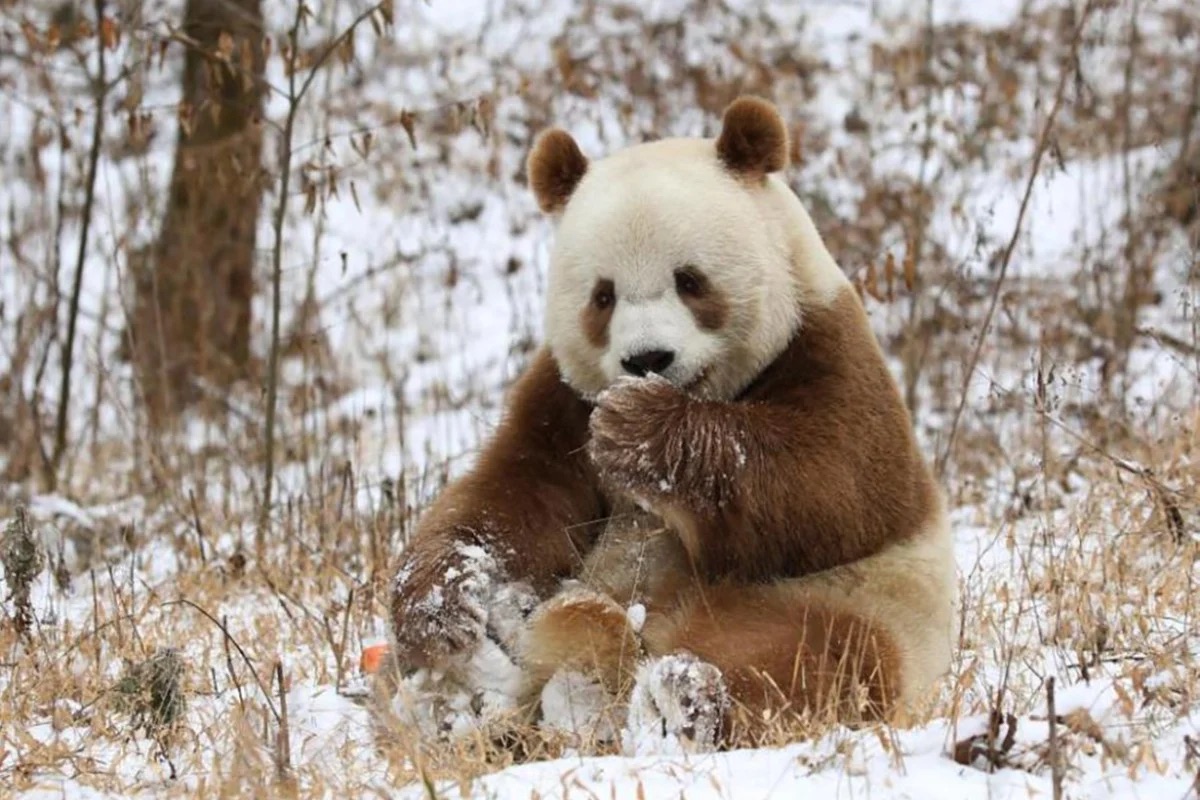 Các nhà khoa học Trung Quốc khám phá bí mật di truyền của gấu trúc nâu- Ảnh 1.