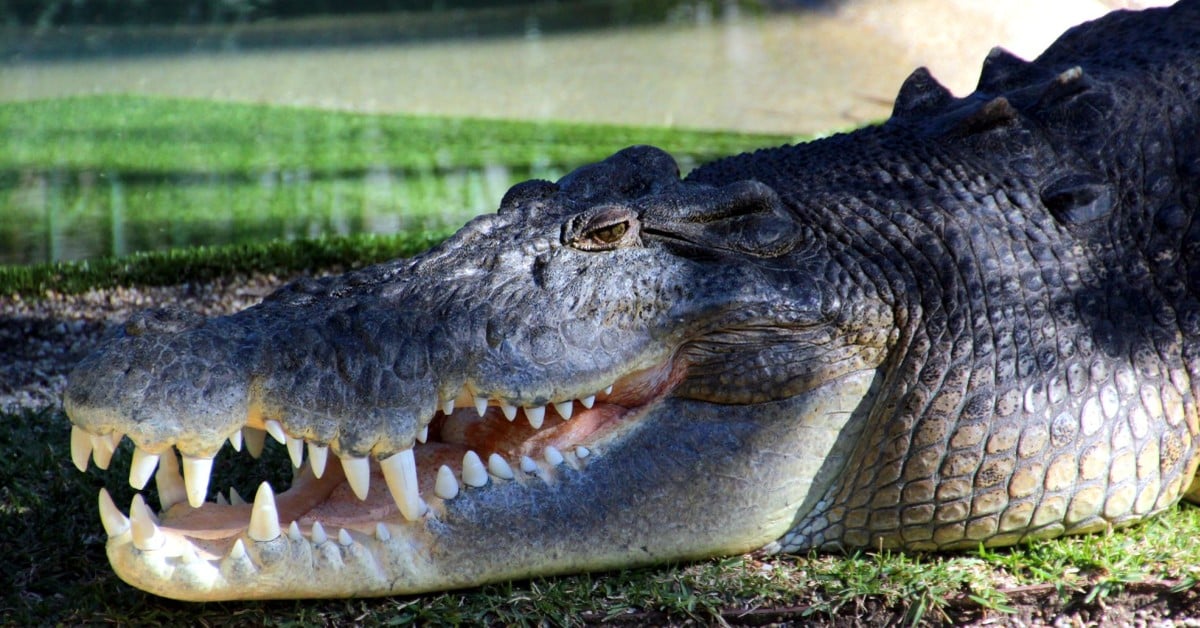 Cá sấu nước mặn là loài cá sấu lớn nhất và có vết cắn mạnh nhất trên Trái Đất- Ảnh 1.