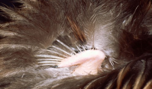 Tại sao chim kiwi lại tiến hóa không có cánh nhưng lại có khứu giác rất nhạy?- Ảnh 2.