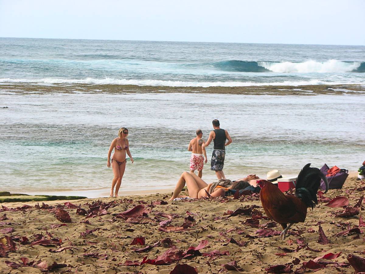 Vì sao Kauai của Hawaii lại được mệnh danh là đảo gà?- Ảnh 4.