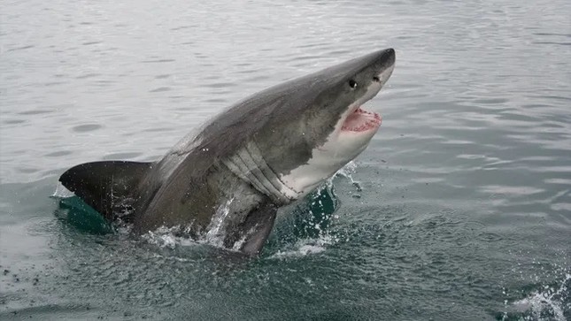Cá mập cắn đứt đầu cá voi dài mắc cạn- Ảnh 1.