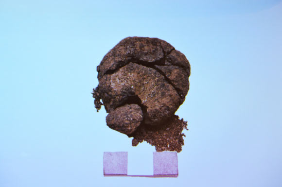 Phát hiện bánh mì 8.600 tuổi cổ xưa nhất thế giới- Ảnh 2.