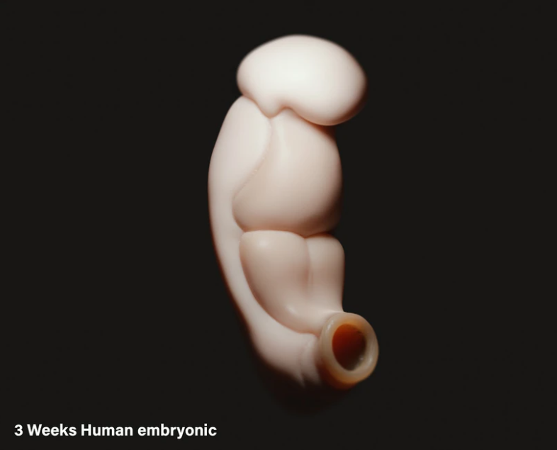 Trung Quốc xây dựng mô hình 3D phôi thai người ở 2 - 3 tuần tuổi- Ảnh 1.