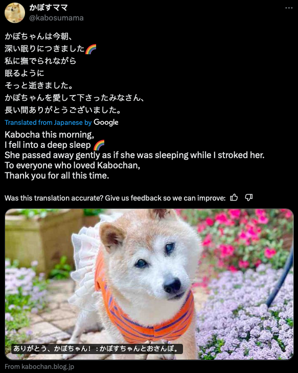 Chú chó gắn liền với meme "Doge" qua đời- Ảnh 2.