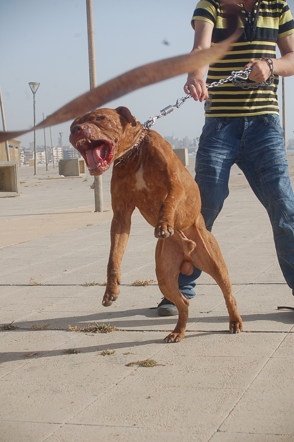 Liệu 20 con chó pitbull có thể sống sót trong một tuần nếu được đưa vào thảo nguyên châu Phi?- Ảnh 2.