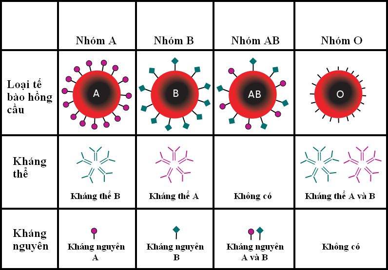 Biến máu nhóm A, B thành máu nhóm O: Tại sao đột phá này xứng đáng một Giải Nobel Y học?- Ảnh 4.