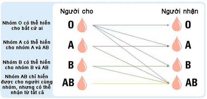 Biến máu nhóm A, B thành máu nhóm O: Tại sao đột phá này xứng đáng một Giải Nobel Y học?- Ảnh 5.