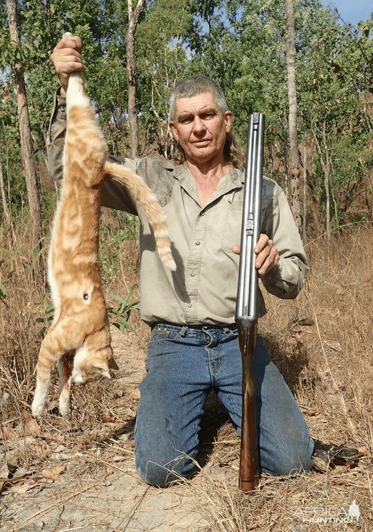 Vì sao nước Úc tràn ngập mèo hoang những vẫn bị chuột quấy phá? - Ảnh 2.