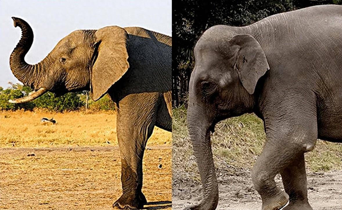 Tại sao voi châu Á khi còn nhỏ lại có lông dài? Về mặt di truyền, chúng có gần với voi ma mút hơn không?