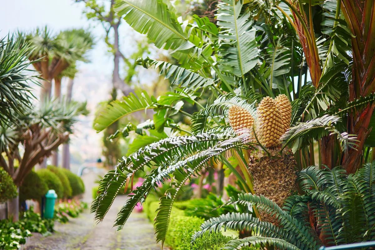 Loài thực vật cô đơn nhất Trái Đất đang tìm kiếm 'bạn đời' và AI đang giúp đỡ một tay- Ảnh 1.