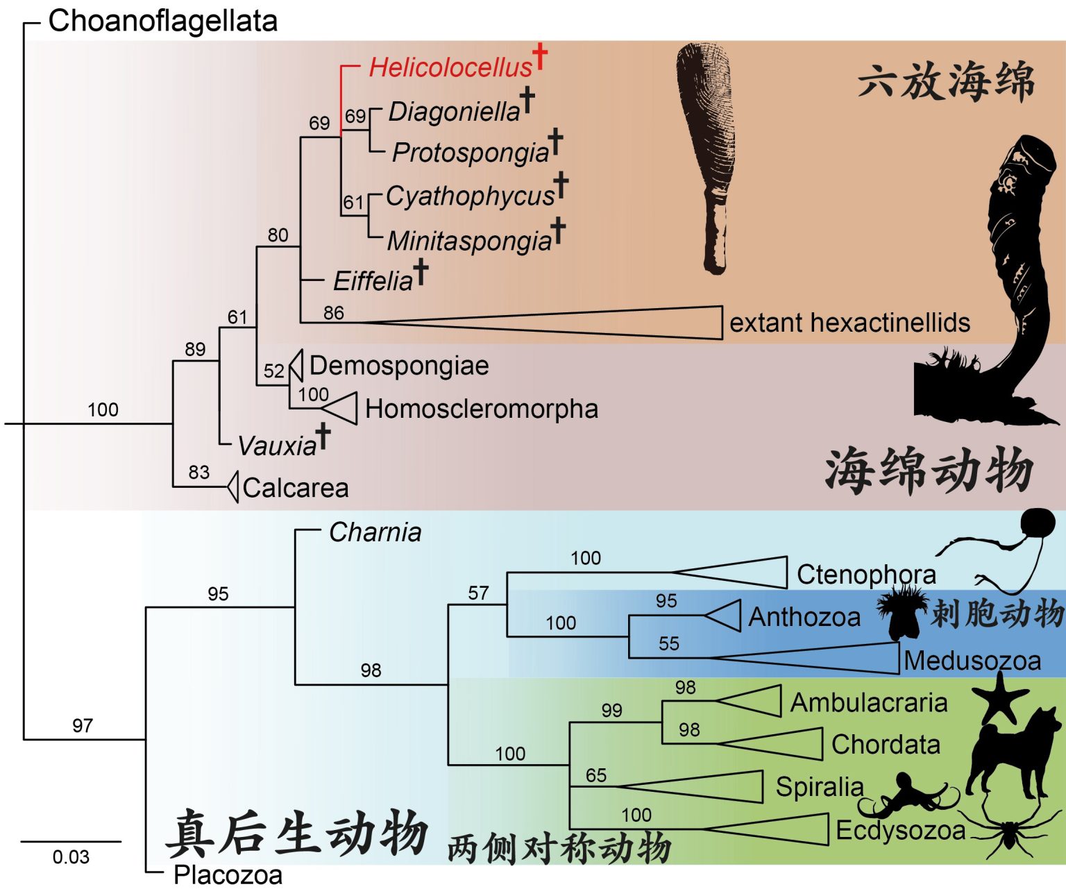 Phát hiện sinh vật lạ 550 triệu tuổi ở Trung Quốc- Ảnh 3.