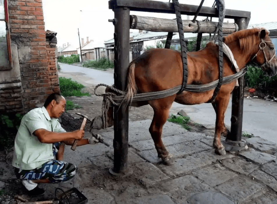 Cùng là động vật thuần hóa, tại sao ngựa cần đóng đinh 