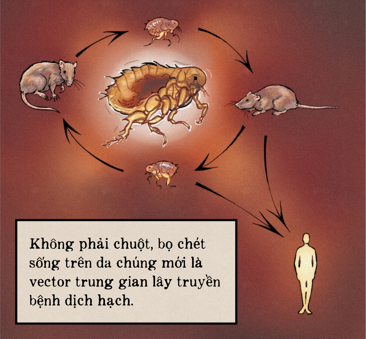 Một biên niên sử về dịch hạch tại Việt Nam và Một biên niên sử về dịch hạch tại Việt Nam và