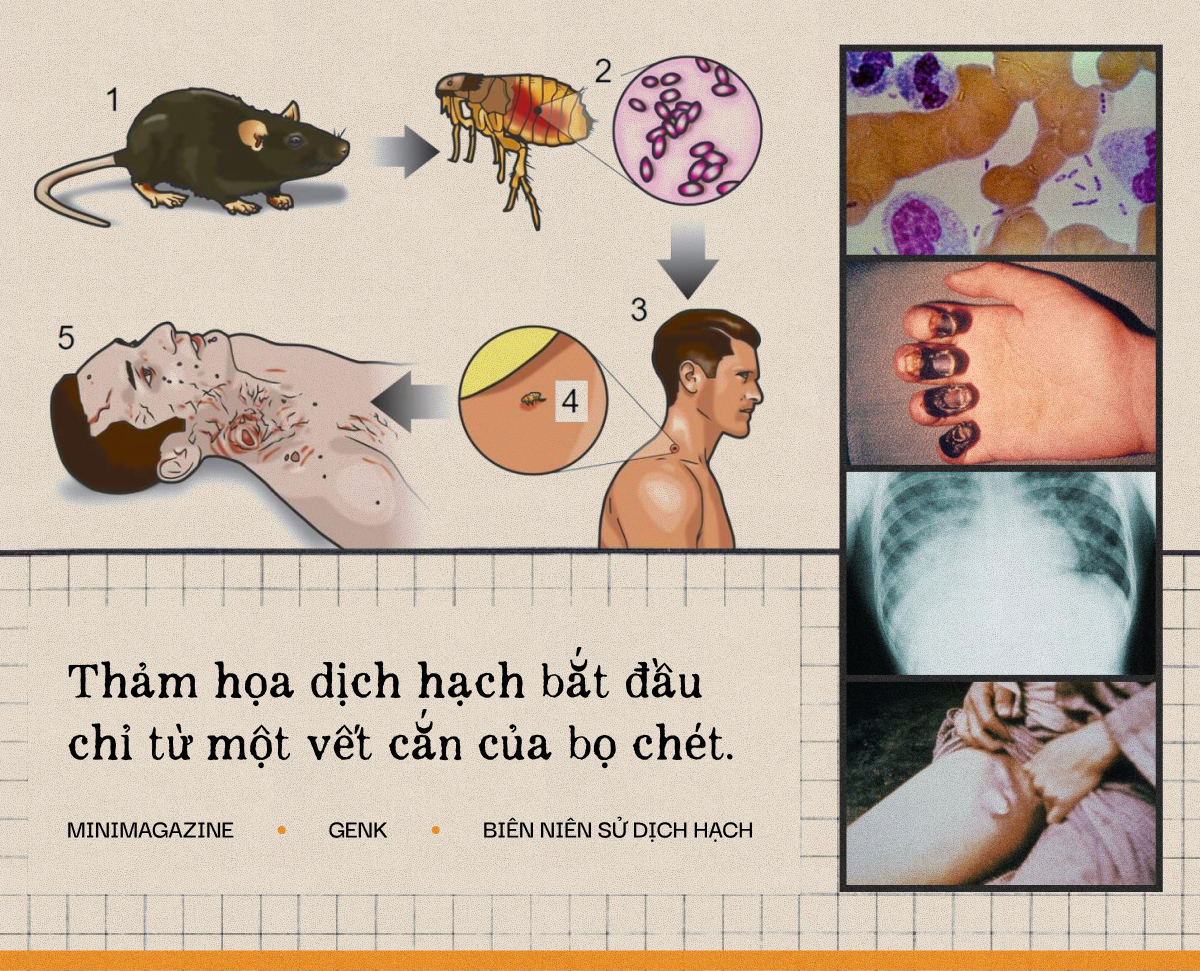 Một biên niên sử về dịch hạch tại Việt Nam và Một biên niên sử về dịch hạch tại Việt Nam và