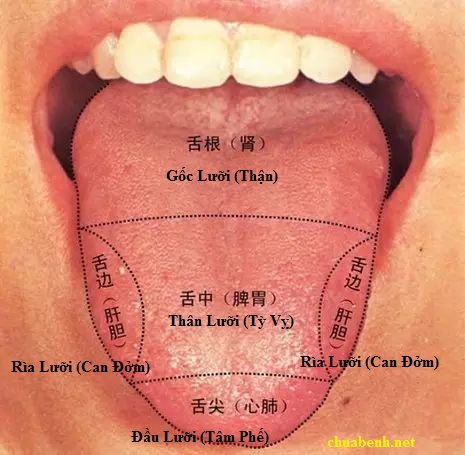 Cỗ máy có thể nhìn lưỡi đoán bệnh chính xác tới 98%: 1.500 năm phát triển của Đông y được gói vào trong một thuật toán AI duy nhất- Ảnh 4.