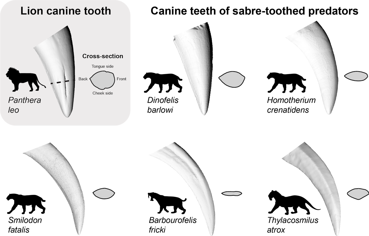 Tại sao những động vật săn mồi thời tiền sử lại sở hữu những chiếc răng nanh dài như răng kiếm?- Ảnh 5.