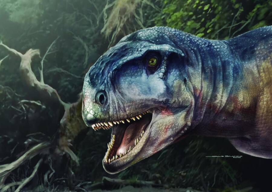 Người anh em họ mới quái dị của T. Rex với siêu thính giác được khai quật ở Argentina- Ảnh 1.