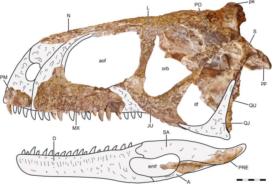 Người anh em họ mới quái dị của T. Rex với siêu thính giác được khai quật ở Argentina- Ảnh 4.