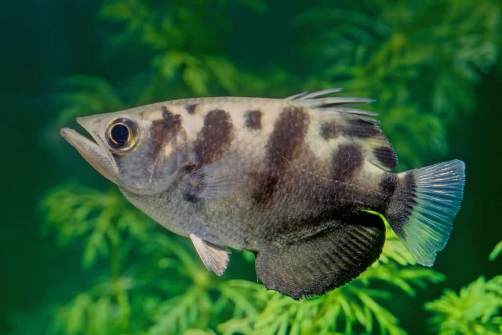 Vì sao cá Archerfish lại được mệnh danh là tay bắn tỉa dưới nước này có độ chính xác gần như hoàn hảo?- Ảnh 3.