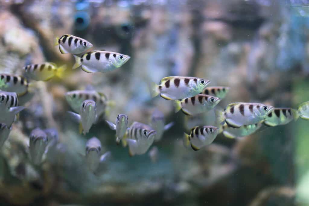 Vì sao cá Archerfish lại được mệnh danh là tay bắn tỉa dưới nước này có độ chính xác gần như hoàn hảo?- Ảnh 4.