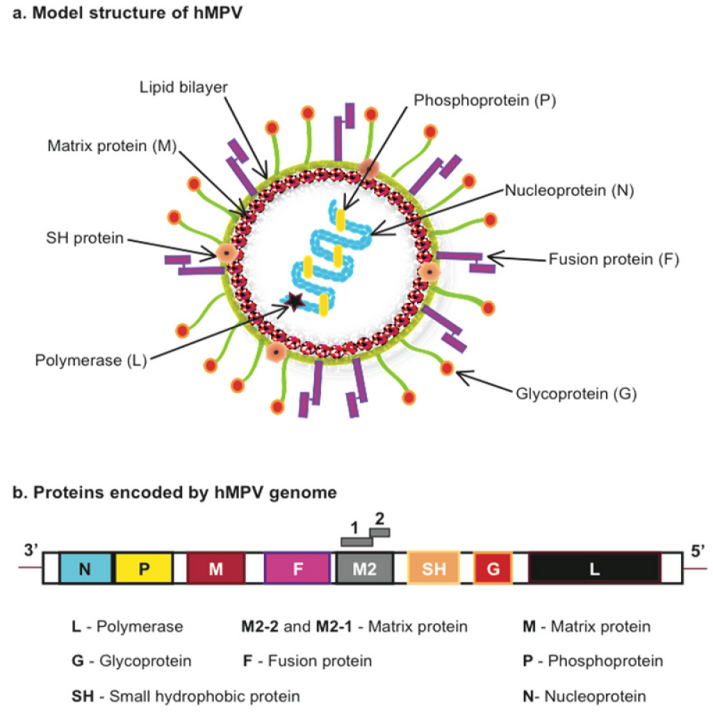 WHO chính thức lên tiếng về tình hình bùng phát virus MHPV ở Trung Quốc- Ảnh 3.