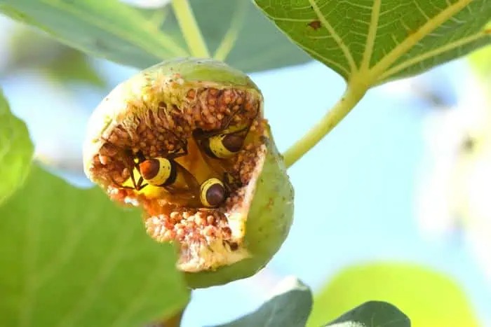 Ong bắp cày phương Đông không bao giờ say rượu cho dù rượu mạnh đến đâu hay uống bao nhiêu!- Ảnh 2.