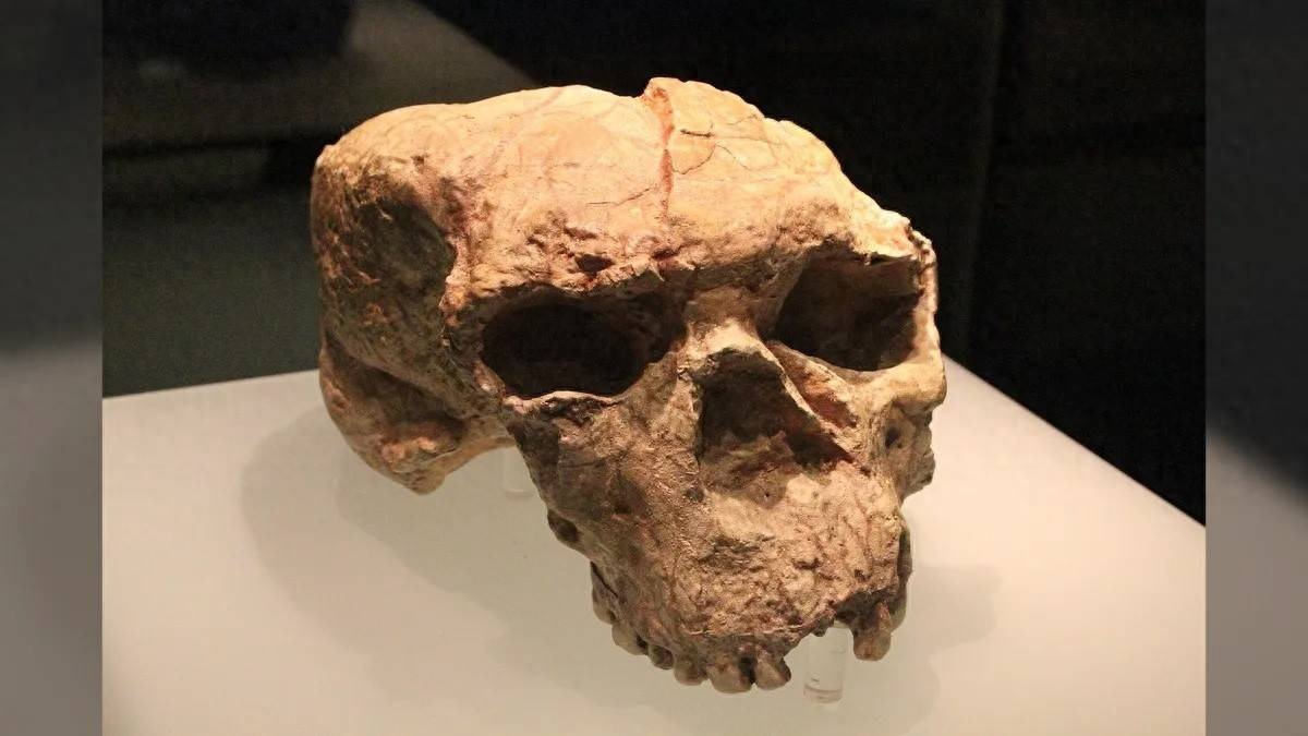Hộp sọ 1 triệu năm tuổi hé lộ manh mối về nguồn gốc của người Neanderthal, người Denisova và cả con người- Ảnh 1.