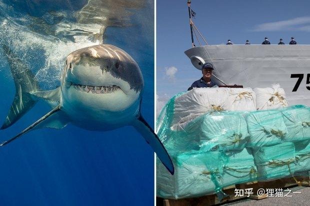 Phát hiện cocaine ở cá mập Brazil và hành vi bất thường được quan sát thấy ở cá mập Mỹ- Ảnh 5. Phát hiện cocaine ở cá mập Brazil và hành vi bất thường được quan sát thấy ở cá mập Mỹ- Ảnh 5.