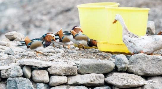 Câu chuyện kỳ lạ của cụ ông nuôi nhầm loài quý hiếm suốt 14 năm- Ảnh 3. Câu chuyện kỳ lạ của cụ ông nuôi nhầm loài quý hiếm suốt 14 năm- Ảnh 3.