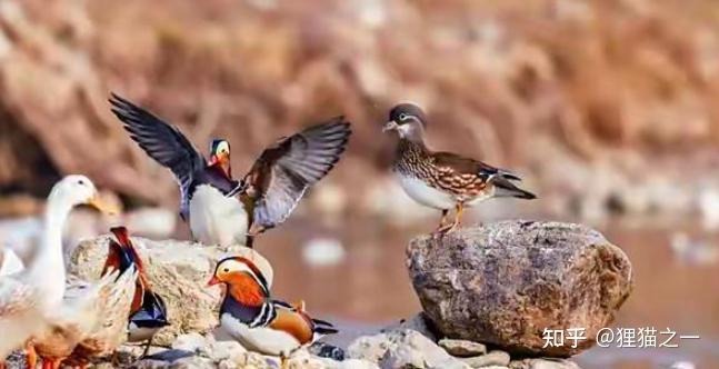 Câu chuyện kỳ lạ của cụ ông nuôi nhầm loài quý hiếm suốt 14 năm- Ảnh 5. Câu chuyện kỳ lạ của cụ ông nuôi nhầm loài quý hiếm suốt 14 năm- Ảnh 5.