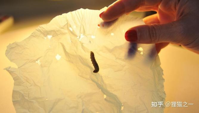 Vì sao sinh vật 'ăn nhựa' vẫn chưa thể cứu Trái Đất khỏi khủng hoảng rác thải?- Ảnh 4. Vì sao sinh vật 'ăn nhựa' vẫn chưa thể cứu Trái Đất khỏi khủng hoảng rác thải?- Ảnh 4.