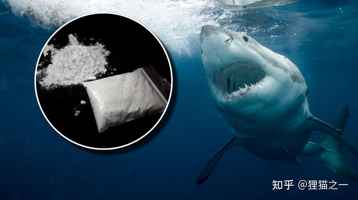 Phát hiện cocaine ở cá mập Brazil và hành vi bất thường được quan sát thấy ở cá mập Mỹ- Ảnh 3. Phát hiện cocaine ở cá mập Brazil và hành vi bất thường được quan sát thấy ở cá mập Mỹ- Ảnh 3.