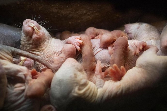 Việc sửa chữa DNA ở chuột chũi trụi lông có thể là chìa khóa kéo dài tuổi thọ con người?- Ảnh 4. Việc sửa chữa DNA ở chuột chũi trụi lông có thể là chìa khóa kéo dài tuổi thọ con người?- Ảnh 4.