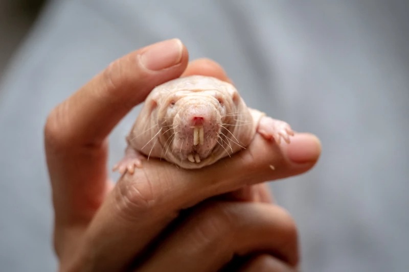 Việc sửa chữa DNA ở chuột chũi trụi lông có thể là chìa khóa kéo dài tuổi thọ con người?- Ảnh 1. Việc sửa chữa DNA ở chuột chũi trụi lông có thể là chìa khóa kéo dài tuổi thọ con người?- Ảnh 1.
