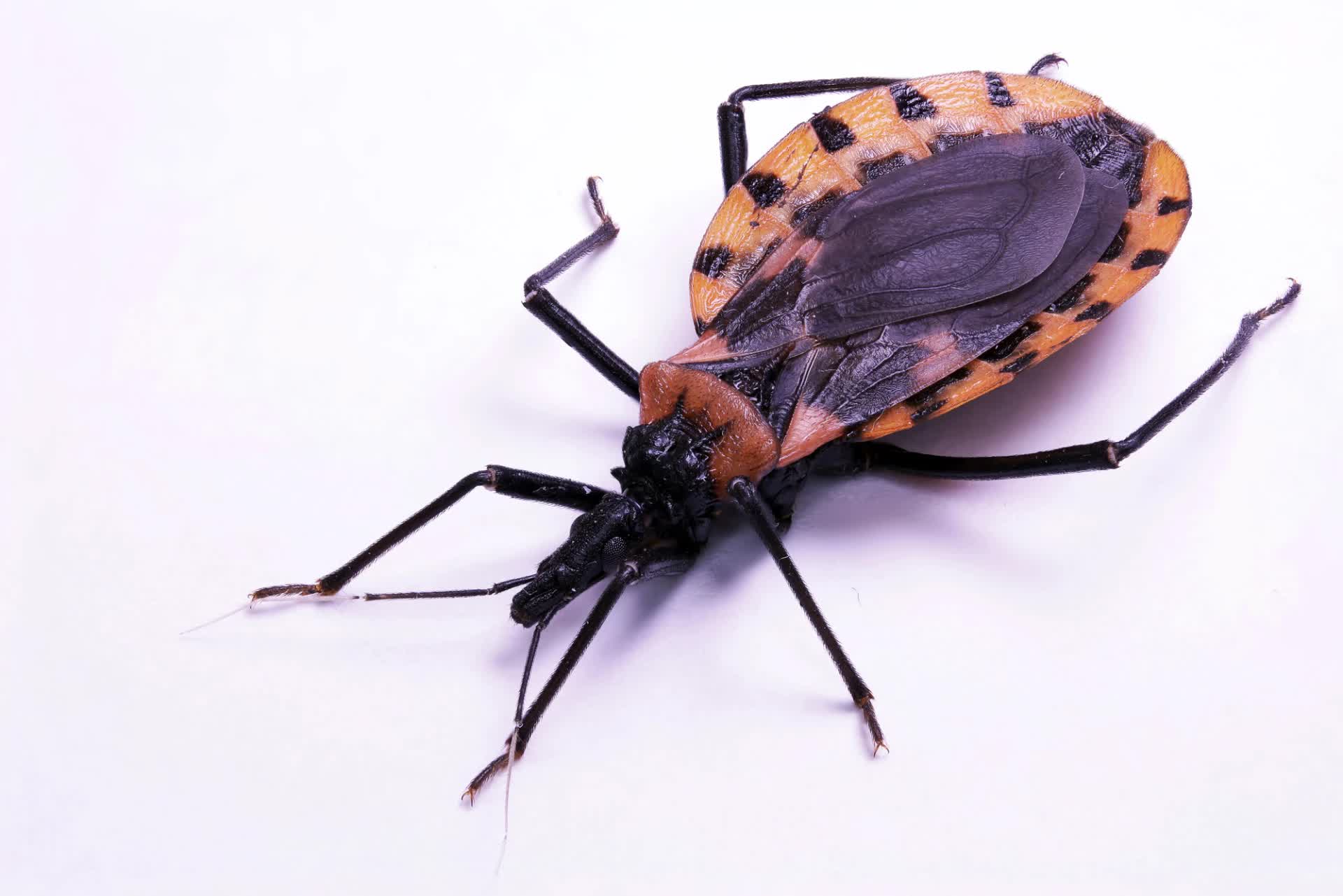 Bệnh Chagas: Mối đe dọa thầm lặng đang len lỏi vào nhà ở và chuồng chó- Ảnh 2. Bệnh Chagas: Mối đe dọa thầm lặng đang len lỏi vào nhà ở và chuồng chó- Ảnh 2.