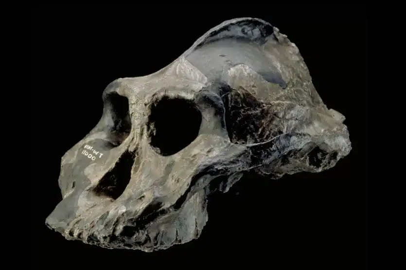 Paranthropus: Những người anh em họ bị lãng quên của loài người có thể đã tạo ra những công cụ đầu tiên trên thế giới- Ảnh 2. Paranthropus: Những người anh em họ bị lãng quên của loài người có thể đã tạo ra những công cụ đầu tiên trên thế giới- Ảnh 2.