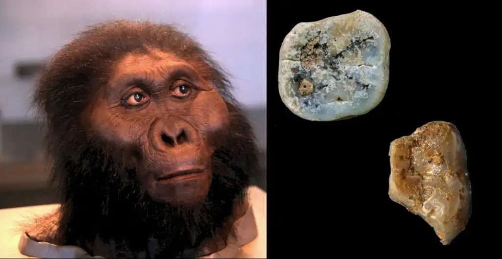 Paranthropus: Những người anh em họ bị lãng quên của loài người có thể đã tạo ra những công cụ đầu tiên trên thế giới- Ảnh 1. Paranthropus: Những người anh em họ bị lãng quên của loài người có thể đã tạo ra những công cụ đầu tiên trên thế giới- Ảnh 1.