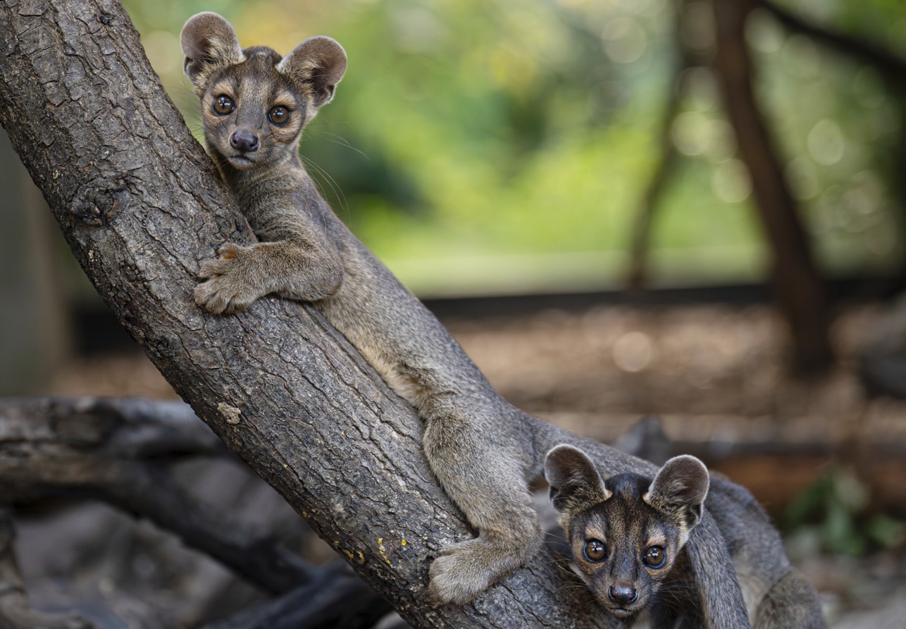 Loài săn mồi bí ẩn nhất Madagascar: Sở hữu đủ các đặc điểm của cả chó lẫn mèo!- Ảnh 2. Loài săn mồi bí ẩn nhất Madagascar: Sở hữu đủ các đặc điểm của cả chó lẫn mèo!- Ảnh 2.