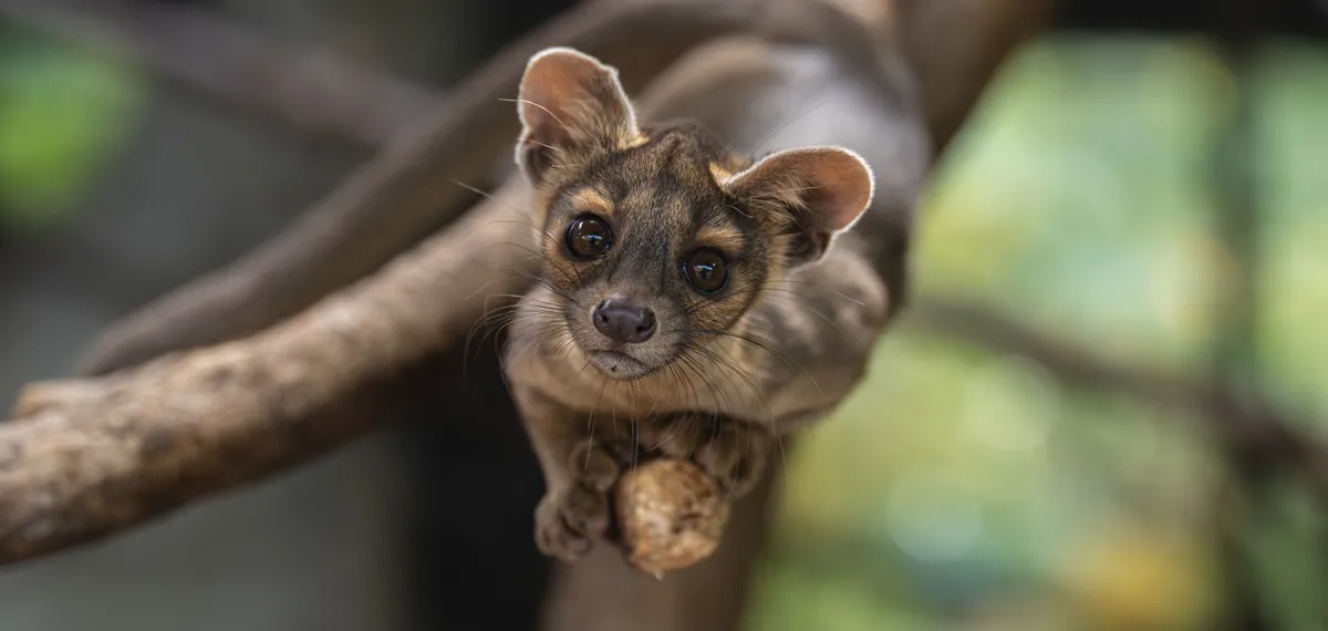 Loài săn mồi bí ẩn nhất Madagascar: Sở hữu đủ các đặc điểm của cả chó lẫn mèo!- Ảnh 1.