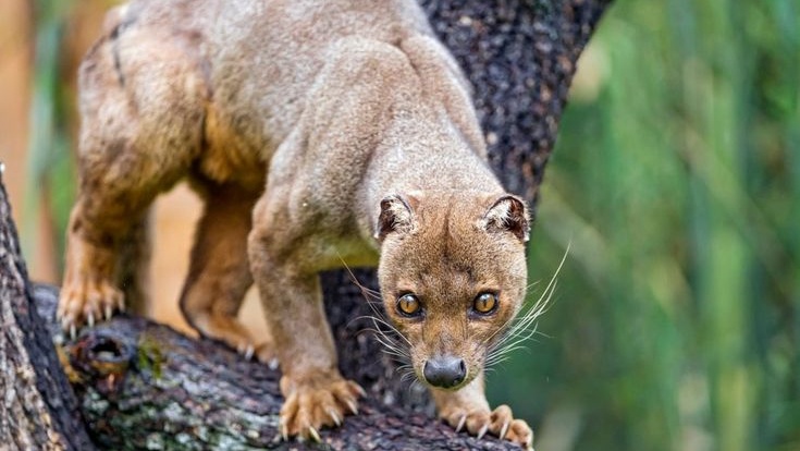Loài săn mồi bí ẩn nhất Madagascar: Sở hữu đủ các đặc điểm của cả chó lẫn mèo!- Ảnh 5. Loài săn mồi bí ẩn nhất Madagascar: Sở hữu đủ các đặc điểm của cả chó lẫn mèo!- Ảnh 5.