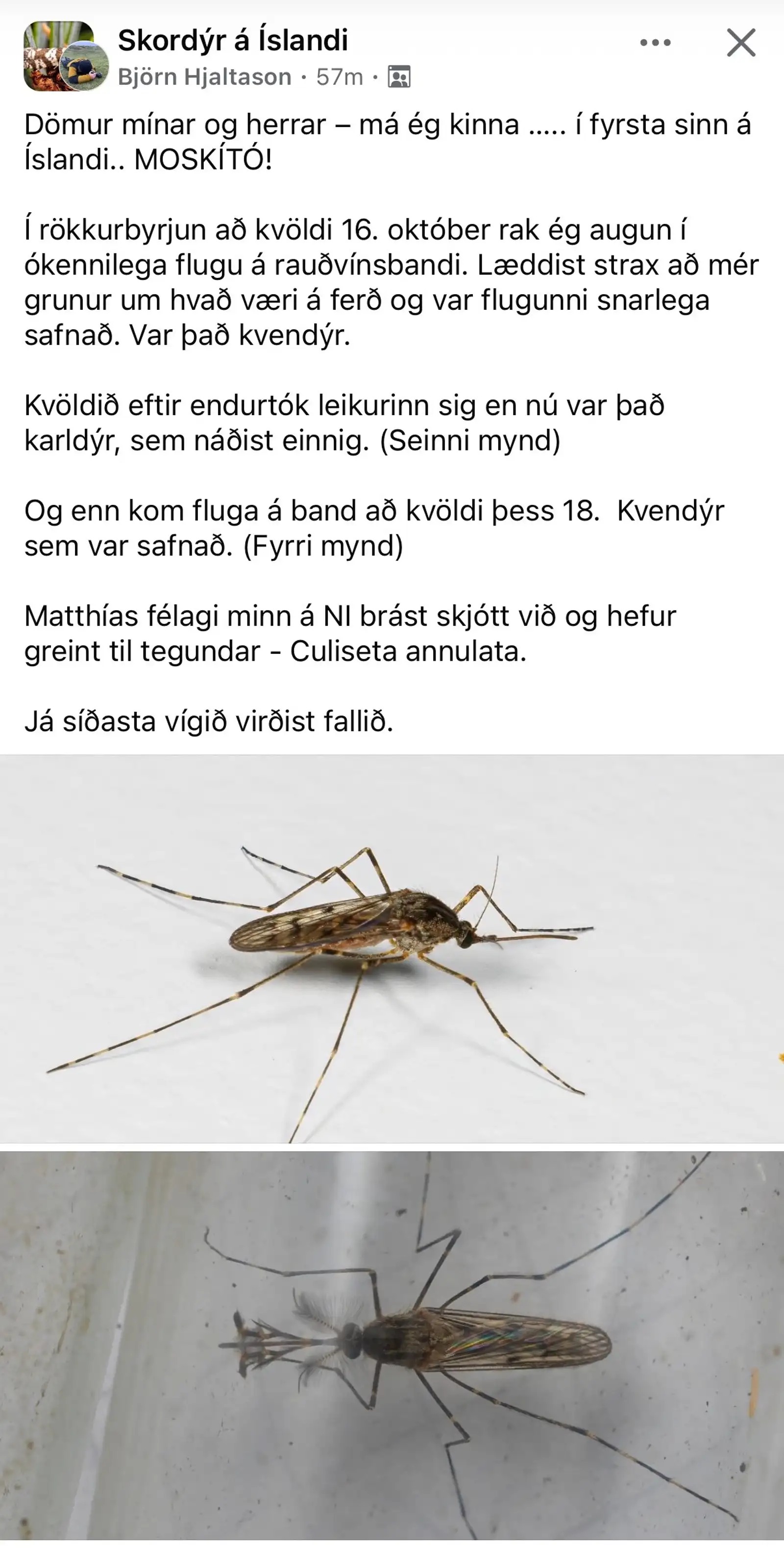 Thành trì không muỗi sụp đổ: xác định 3 cá thể muỗi đầu tiên tại quốc đảo Iceland- Ảnh 2. Thành trì không muỗi sụp đổ: xác định 3 cá thể muỗi đầu tiên tại quốc đảo Iceland- Ảnh 2.