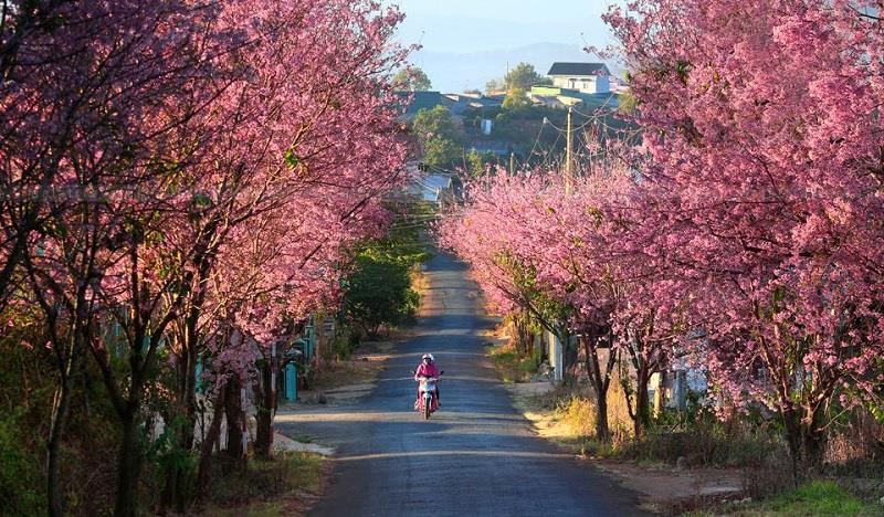 Săn ngay vé máy bay giá rẻ đi Đà Lạt, du xuân chill hết nấc cùng Traveloka- Ảnh 1.