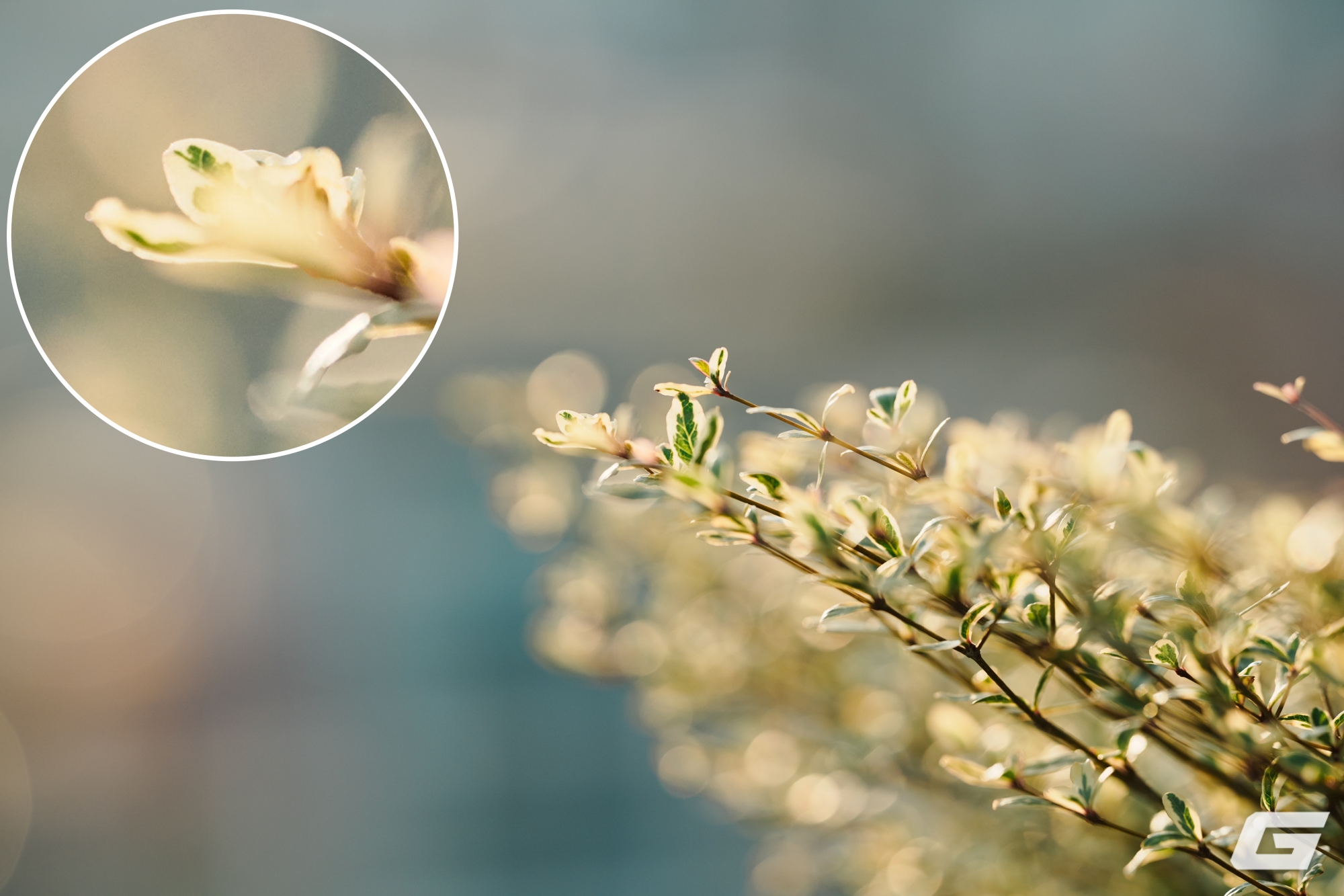 1 tuần chụp ảnh bằng Sigma 135mm f/1.4 DG Art: Tôi không biết phải chê gì- Ảnh 10.