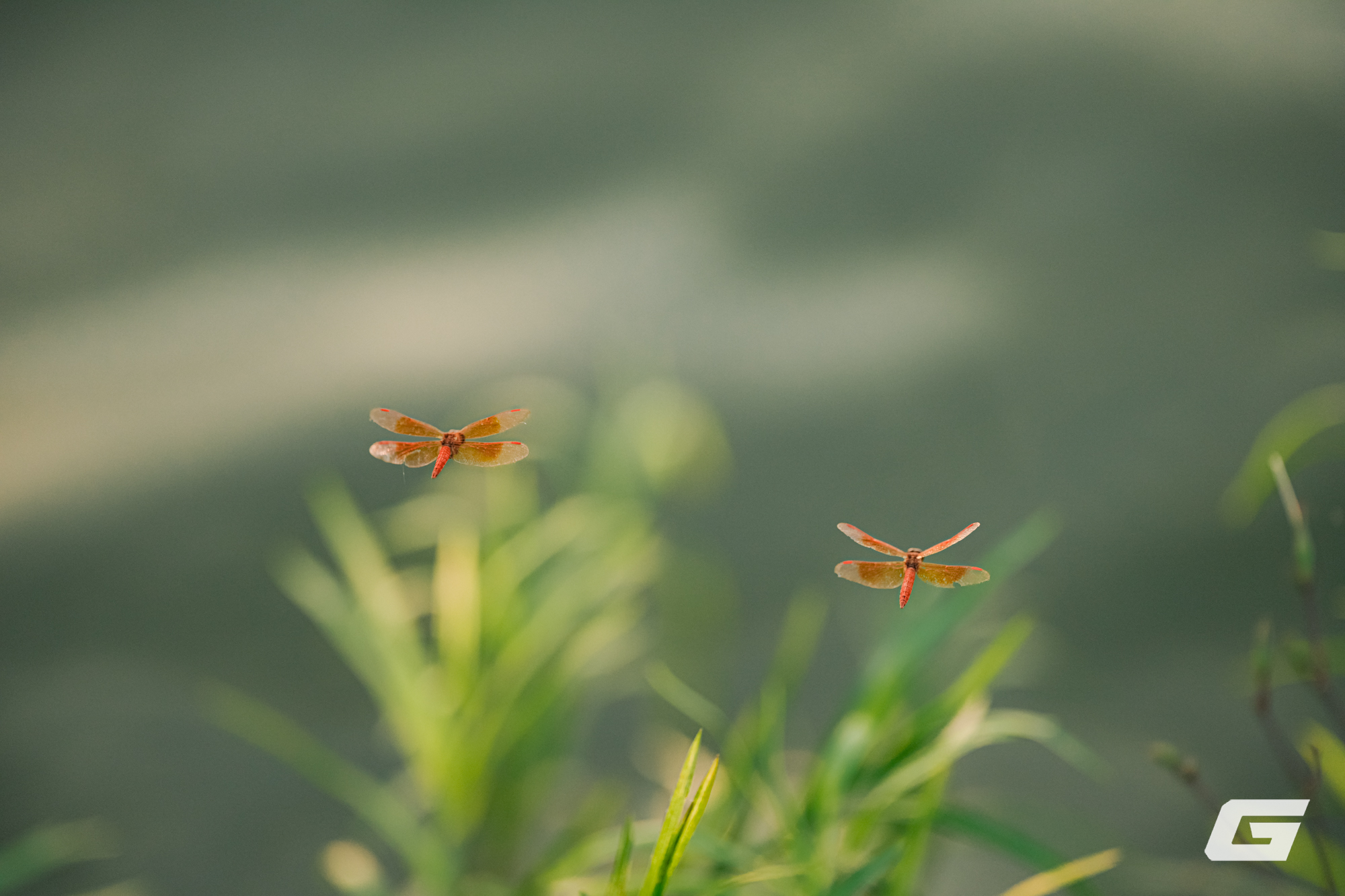 1 tuần chụp ảnh bằng Sigma 135mm f/1.4 DG Art: Tôi không biết phải chê gì- Ảnh 23.