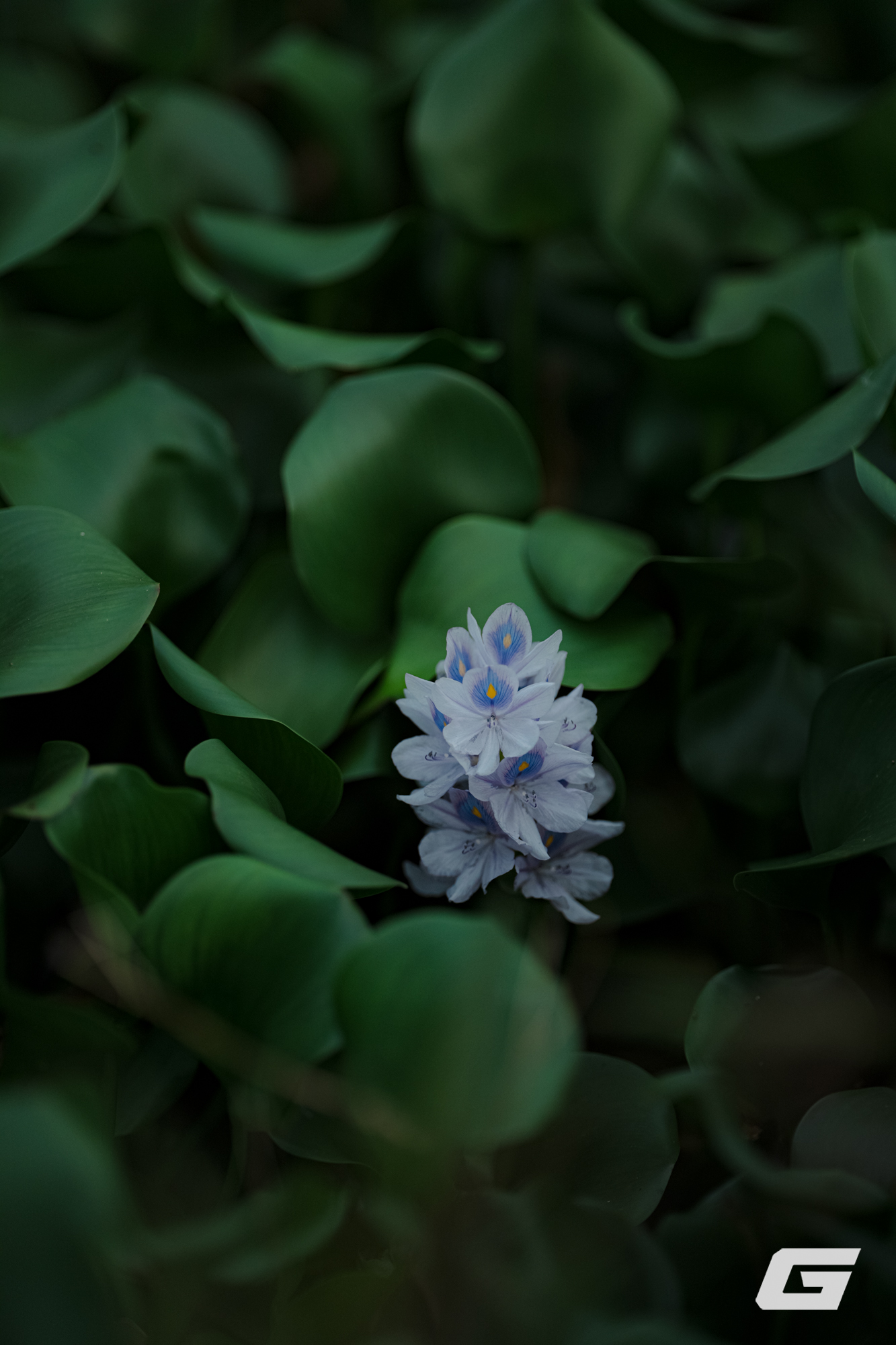 1 tuần chụp ảnh bằng Sigma 135mm f/1.4 DG Art: Tôi không biết phải chê gì- Ảnh 22.