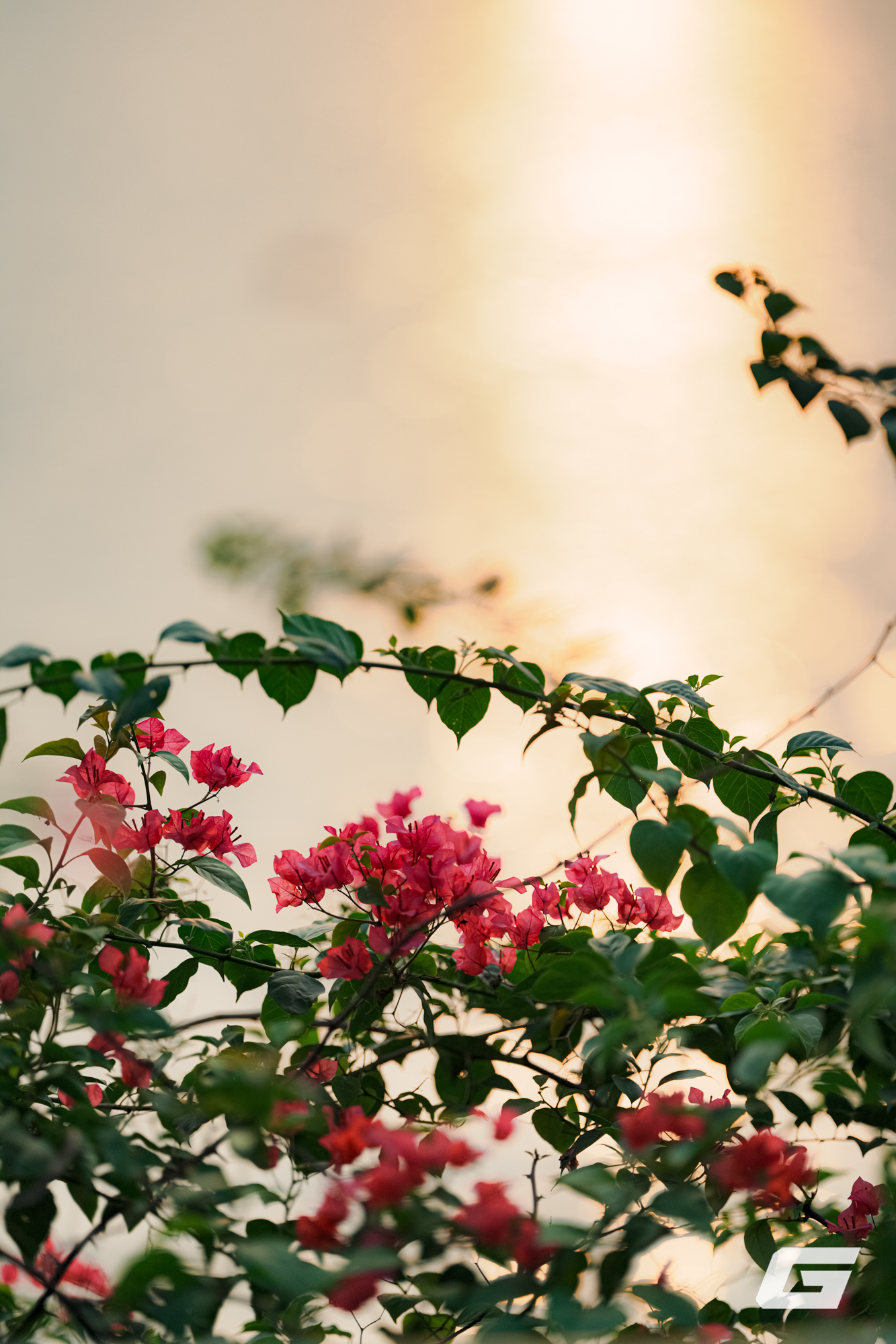 1 tuần chụp ảnh bằng Sigma 135mm f/1.4 DG Art: Tôi không biết phải chê gì- Ảnh 27.